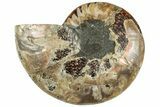 Cut & Polished Ammonite Fossil (Half) - Madagascar #317933-1